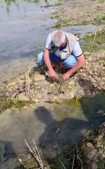 Balıkçı ağına takılan Fırat kaplumbağası kurtarıldı
