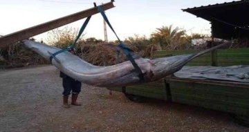 Balıkçı ağlarına “Blue Marlin” balığı takıldı