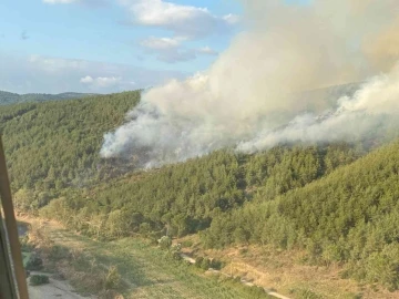 Balıkesir’de orman yangını
