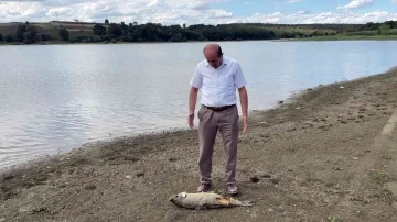 Balıklar kıyıya vurdu, ölüm iddiaları korkuttu
