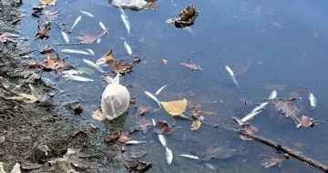 Bartın’daki balık ölümlerinin nedeni belli oldu
