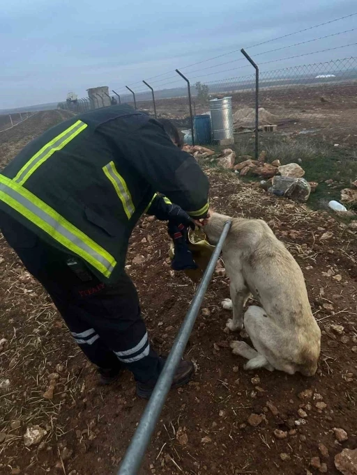 Başı tenekeye sıkışan köpeğin imdadına itfaye yetişti
