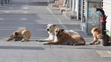 Başıboş köpekler için yeni önlemler!