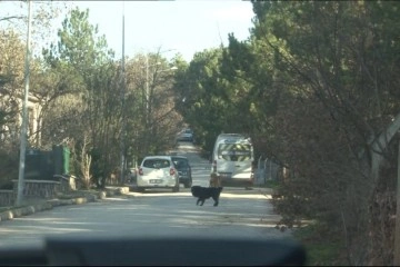 Başıboş köpekler site sakinlerini isyan ettirdi