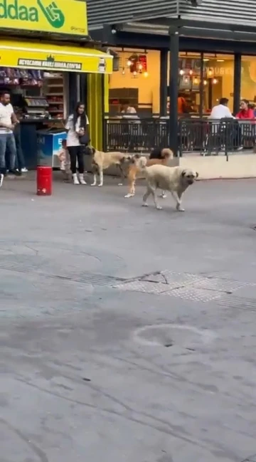 Başıboş sokak köpekleri, küçük çocuğu olan bir kadının etrafını çevirdi
