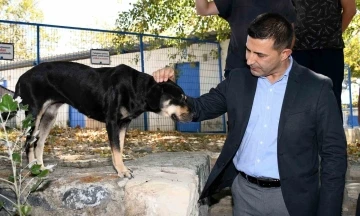 Başkan Günel: “Şartlar ne olursa olsun can dostlarımızı yaşatacağız”
