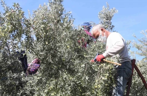 Başkan Murat Orhan’dan erken zeytin hasadına uyarısı
