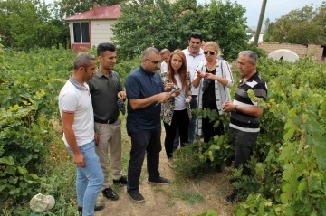 Başkan Süer: “Erciş üzümü kalitesini koruyor”
