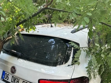 Başkentte aracın üstüne ağaç devrildi, vatandaşlar büyük panik yaşadı
