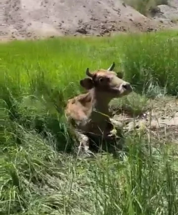 Batman’da bataklığa saplanan inek vatandaş ve itfaiye ekiplerinin yardımıyla kurtarıldı
