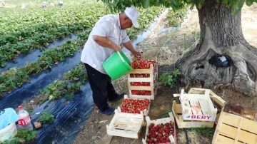 Batman’da çilekte yılın son hasadı
