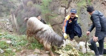 Batman’da kayalıklarda mahsur kalan 6 keçi kurtarıldı