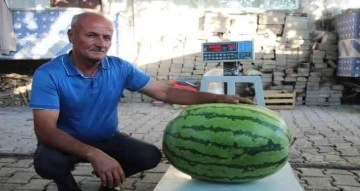 Batmanlı çiftçi yetiştirdiği 53 kilo 300 gramlık karpuzuyla Diyarbakır’a rakip oldu