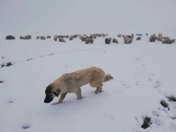Bayburt ve Erzincan’ın yüksek kesimlerine kar yağdı
