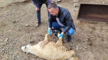 Bayburt'ta sürüye saldıran kurtlar 50 koyunu öldürdü