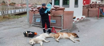 Belediye ekipleri can dostları sağlık taramasından geçirdi
