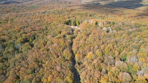 Belgrad Ormanı sonbahar renklerine büründü
