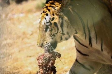 Bengal kaplanları için etten pasta yapıldı
