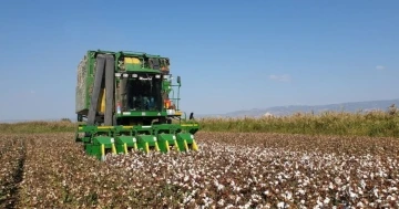 ’Beyaz altın’da hasat devam ediyor
