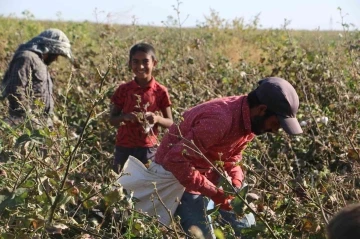 Beyaz altında hasat devam ediyor
