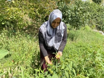 Beykoz’da ailesi için ektiği sebzeler gelir kapısı oldu
