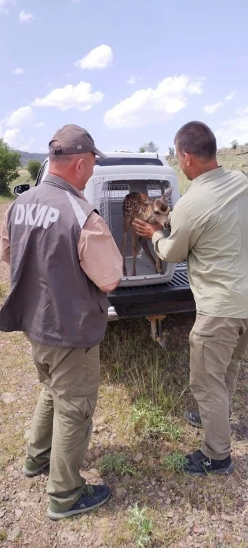 Beypazarı’nda bulunan geyik yavrusu yaban hayatına bırakıldı
