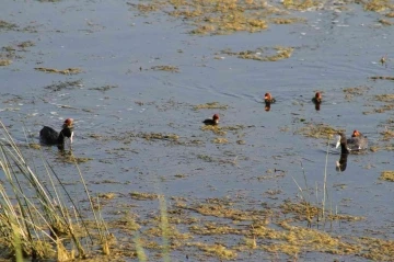 Beyşehir Gölü’ne kuş türleri akın etmeye başladı

