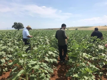 Beyşehir ve Hüyük’te yağlık ayçiçeği ekimi yapılan kıraç alanlarda inceleme
