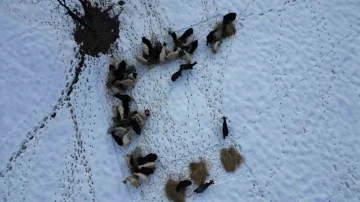 Beytüşşebap’ta hayvanlar kar üstünde yemleniyor
