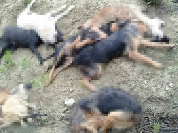 Bilecik’te öldürülen sokak köpekleri ile ilgili 4 kişi gözaltına alındı
