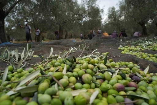 Bilinenin aksine siyah ve yeşil zeytin ağaçları ayrı değil
