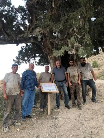 Bin 200 km yol alıp 6 asırlık Ardıç’ın bakım ve temizliğini yaptılar
