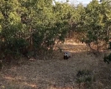 Bingöl’de koruma altında bulunan porsuklar görüntülendi
