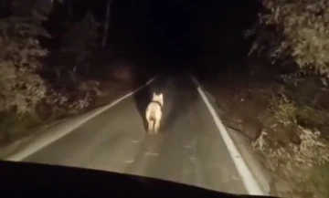 Bingöl’de kurtlar ilçe merkezinde görüntülendi
