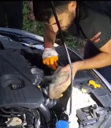 Bingöl’de otomobilin motor kısmına giren yavru kediyi itfaiye çıkardı
