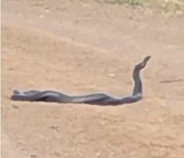 Bingöl’de yol üzerinde yılanların dansı görüntülendi
