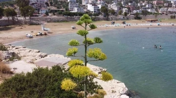 Bir ayda 5 metre uzamıştı, 60 yıl sonra çiçek açtı
