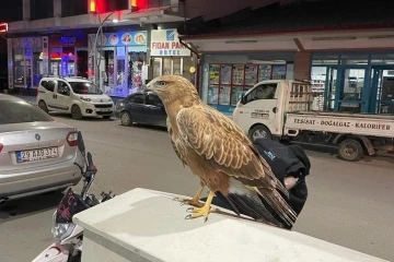 Bitkin halde bulunan şahin doğaya salındı
