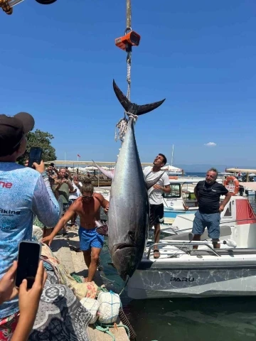 Bodrum’da 370 kiloluk orkinos yakalandı
