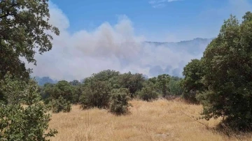 Bodrum’da makilik yangını
