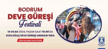 Bodrum Deve Güreşi Festivali için geri sayım
