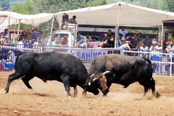 Boğalar mahallenin ihtiyaçları için güreşti
