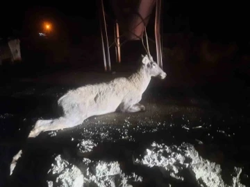 Bolu’da aracın çarptığı geyik telef oldu
