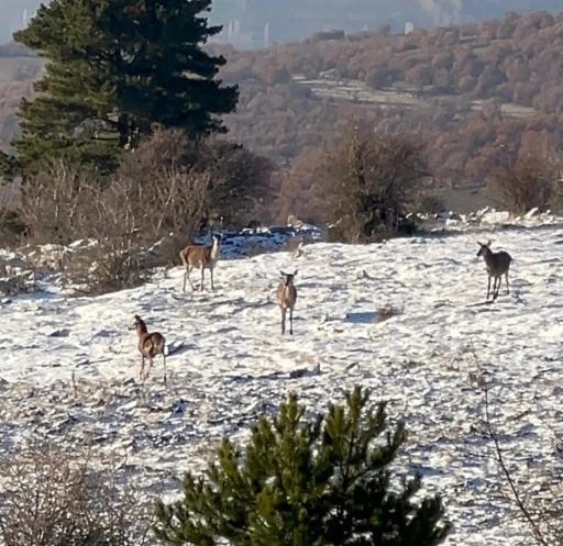 Bolu’da yiyecek arayan karaca sürüsü görüntülendi
