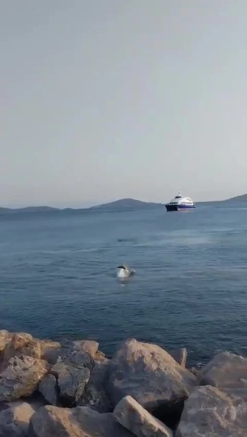 Bostancı Sahili’nde yüzen yunuslar kameraya yansıdı
