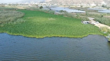 Boyutları 1 metreyi bulan su sümbülleri Asi Nehri’ni adeta esir aldı
