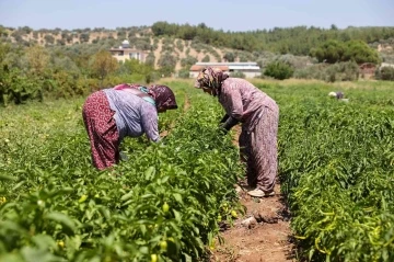 Buca’da üreticinin ilk hasat coşkusu
