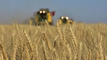 Buğday fiyatları bir haftanın en düşüğünde