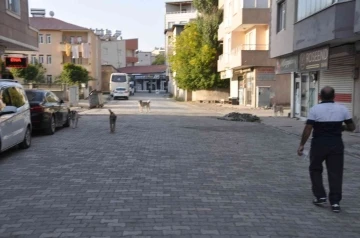 Bulanık’ta sokak hayvanları unutulmadı
