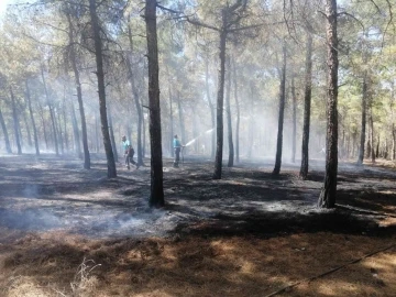 Burç ormanlarında çıkan yangın söndürüldü
